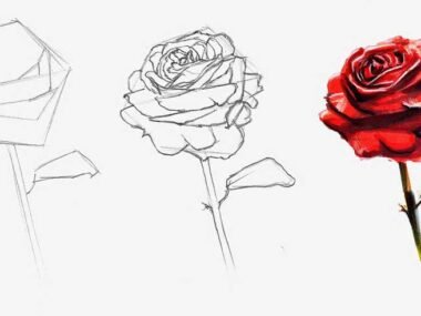 How To Draw a Rose