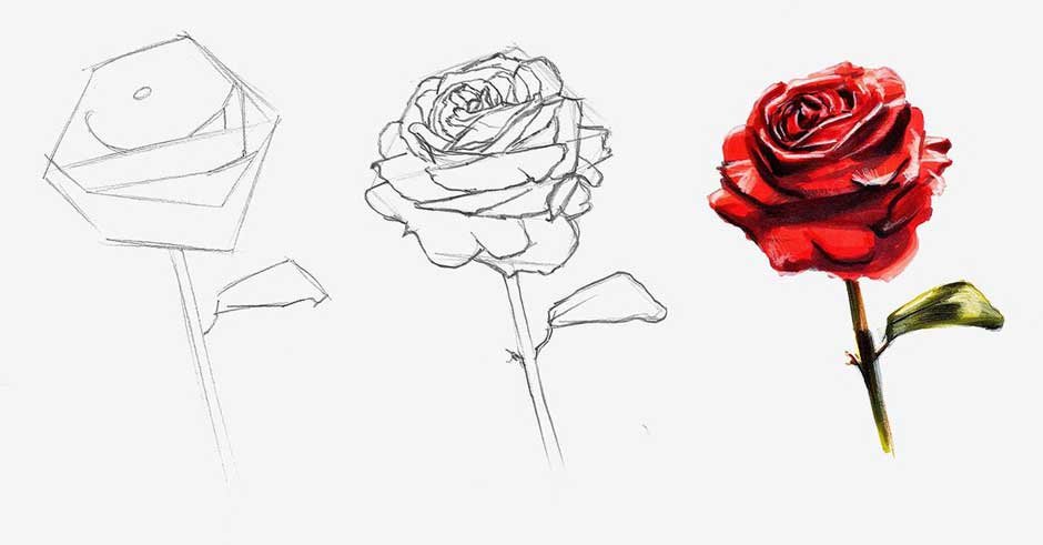 How To Draw a Rose