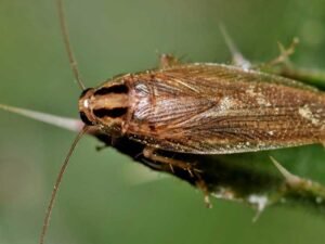 German Cockroach Exterminator Challenges