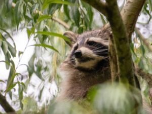 Raccoon Removal Planning