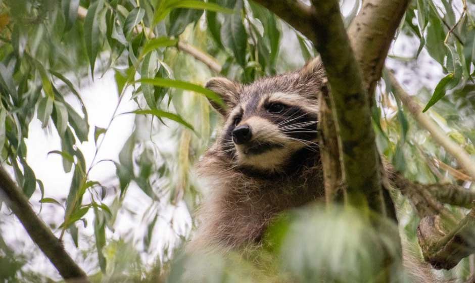 Raccoon Removal Planning