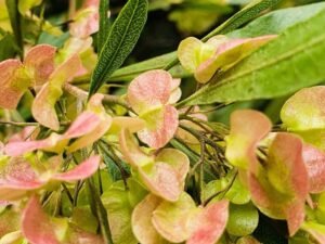 Australian Bush Flower Healing Power: Gaining Balanced Well-Being