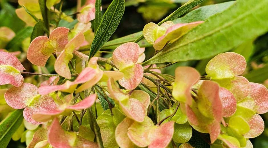 Australian Bush Flower Healing Power: Gaining Balanced Well-Being