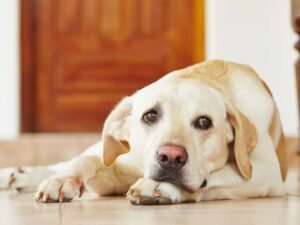 Understanding How Labrador Retrievers Show Stress and How to Help Them Feel Secure