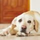 Understanding How Labrador Retrievers Show Stress and How to Help Them Feel Secure