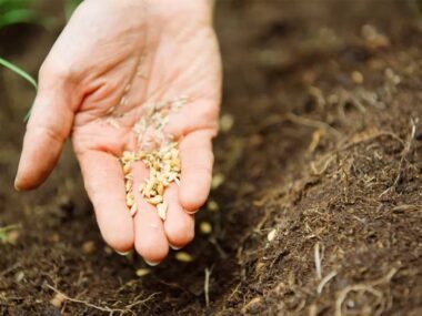 The Benefits of Choosing Organic Seeds for Your Garden