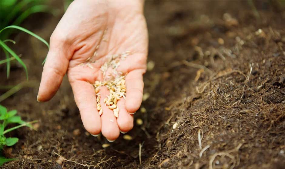 The Benefits of Choosing Organic Seeds for Your Garden