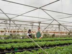 Why-Commercial-Greenhouse-Structures-Are-Essential-for-Sustainable-Farming