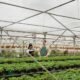 Why-Commercial-Greenhouse-Structures-Are-Essential-for-Sustainable-Farming